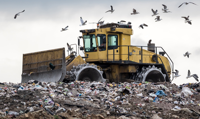 Seagulls following a bulldozer in a landfill