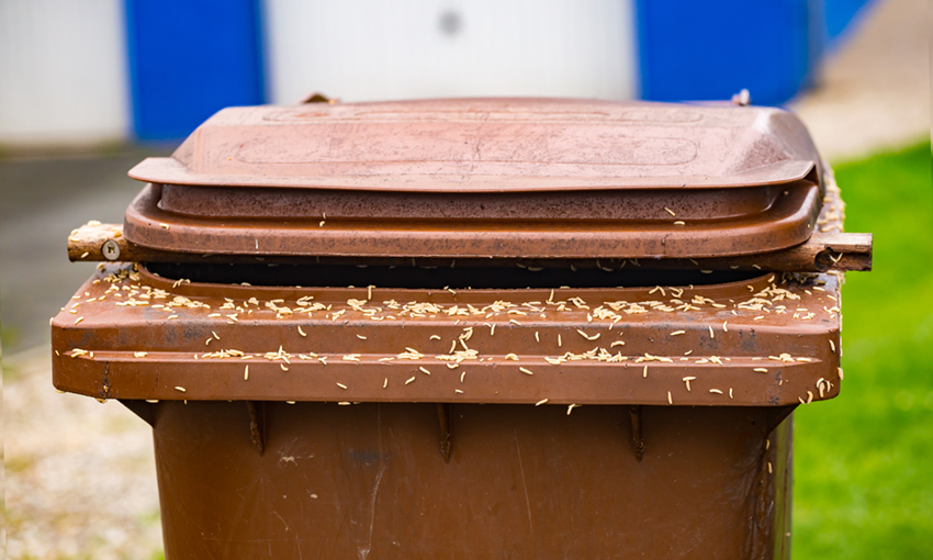 Maggots covering a brown bin